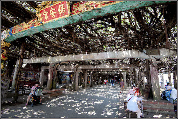 通梁古榕